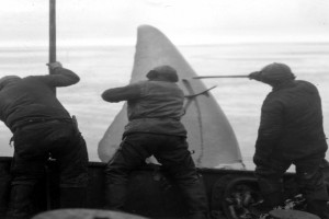 Bilde av Foto fra en av hvalbåtene.